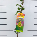Stĺpovitá hruška (Pyrus communis) ´SAPHIRA´ - jesenná, výška 120-140 cm, kont. C7L